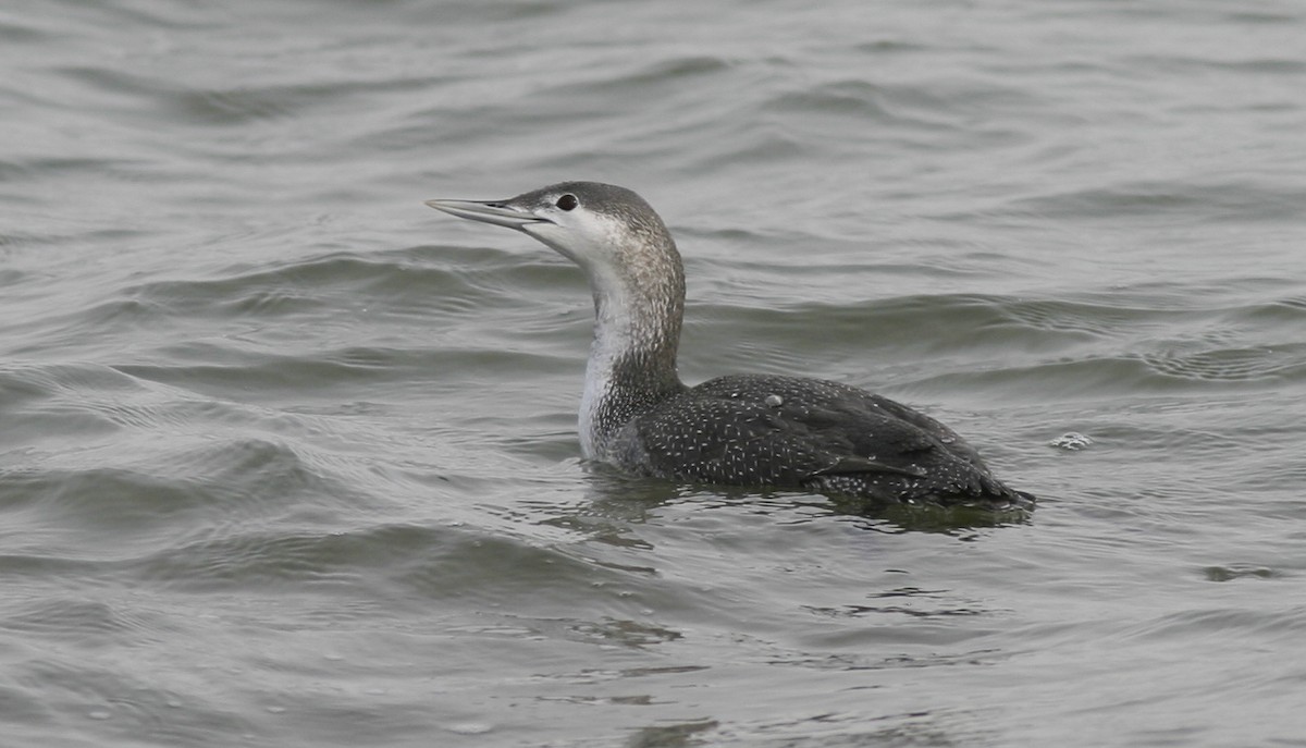 Red-throated Loon - ML25225301