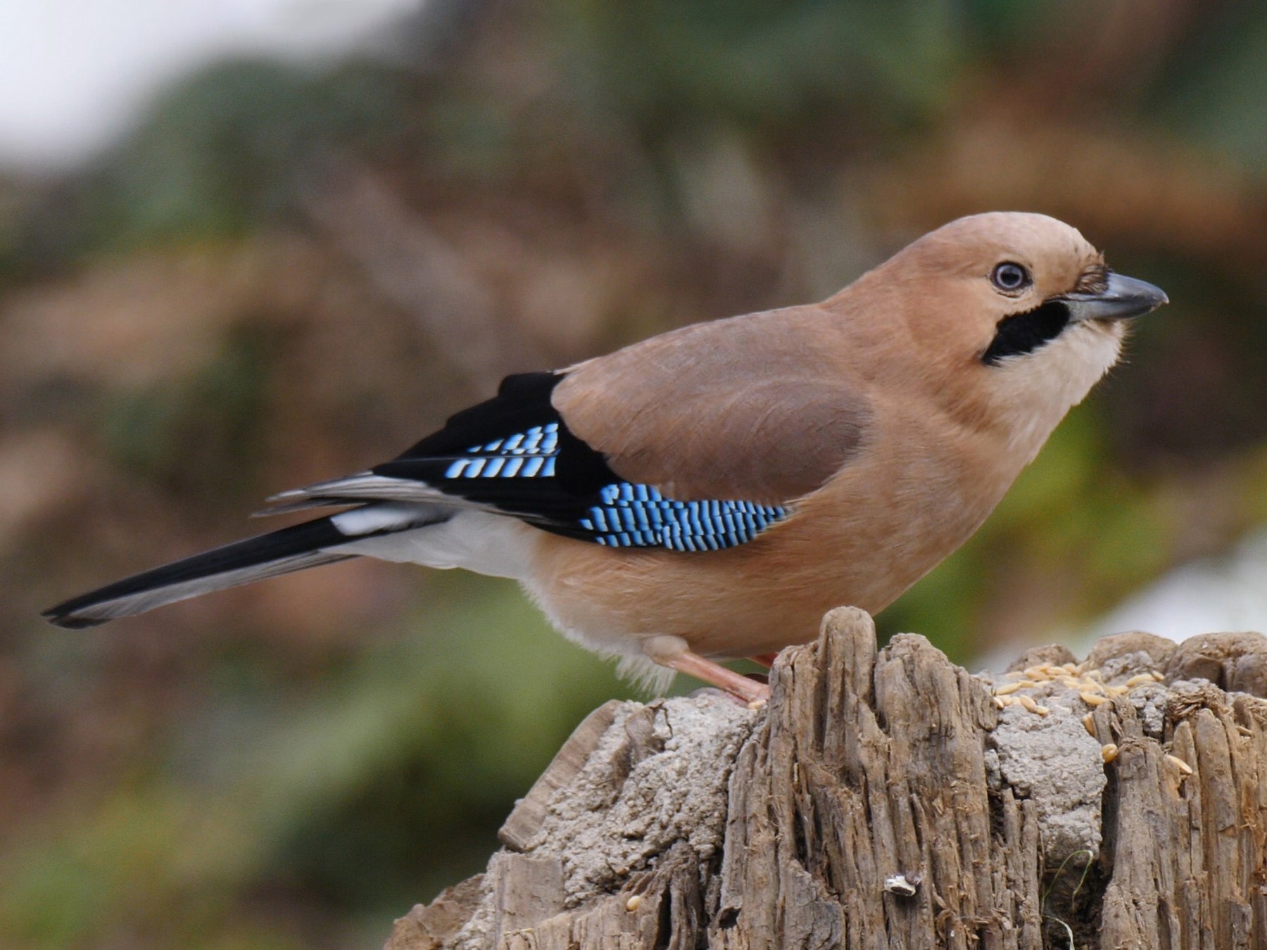 Blue Jay - eBird