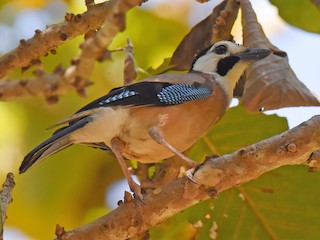 Adulte (White-faced) - sarawin Kreangpichitchai - ML252253041