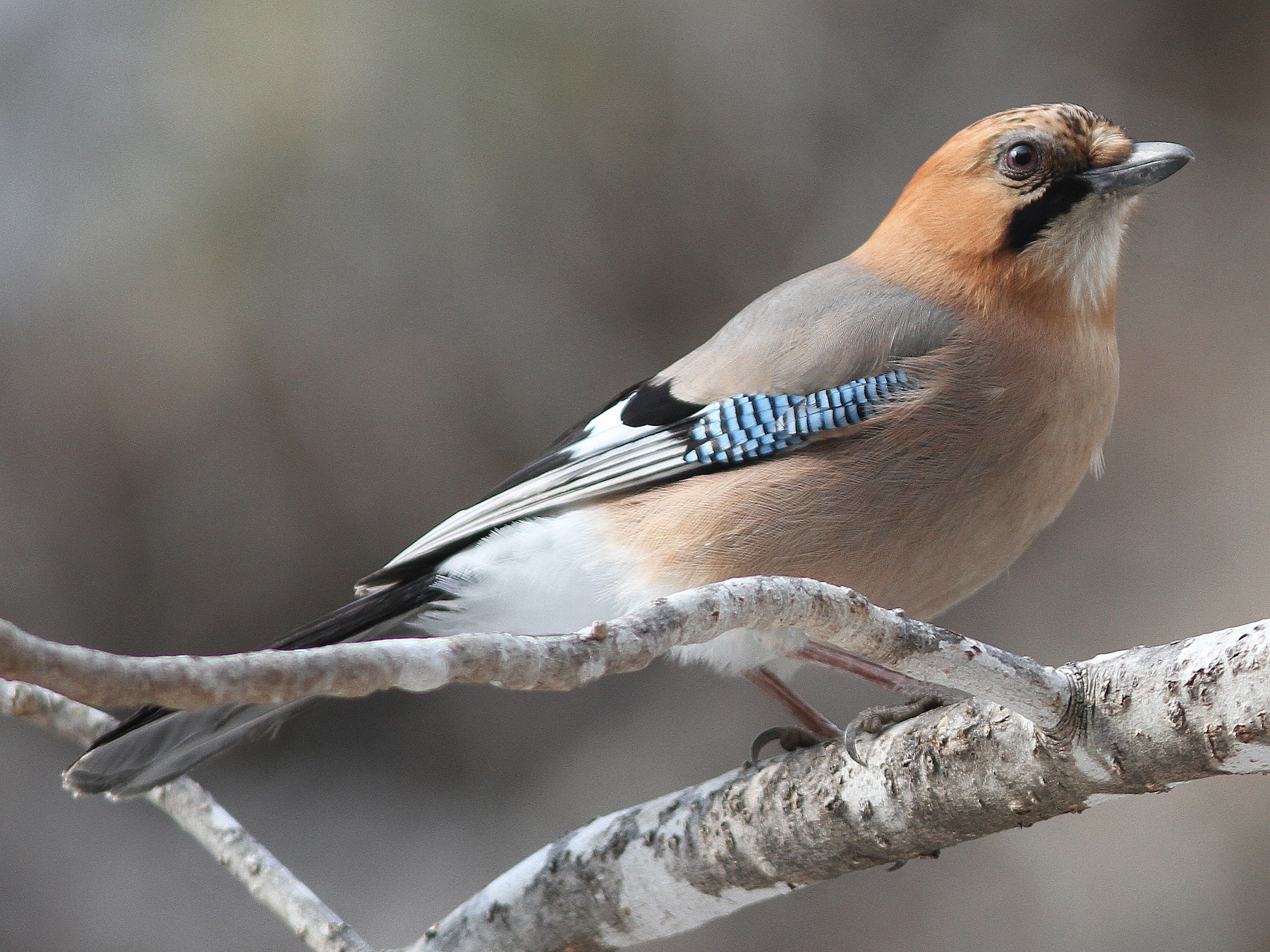 Eurasian Jay - John Martin