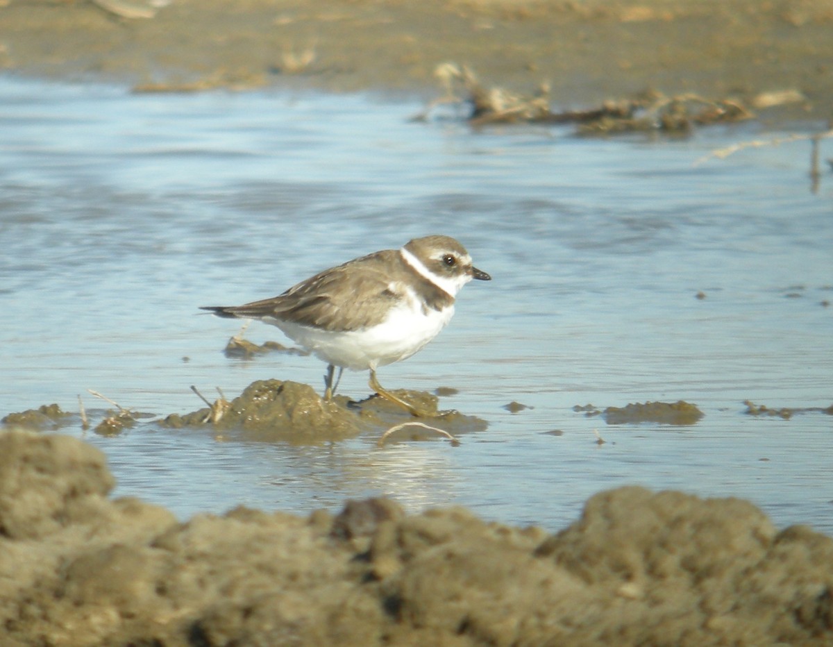 Semipalmated Plover - ML252253961