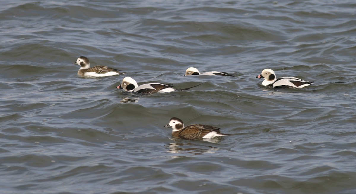Long-tailed Duck - ML25225441