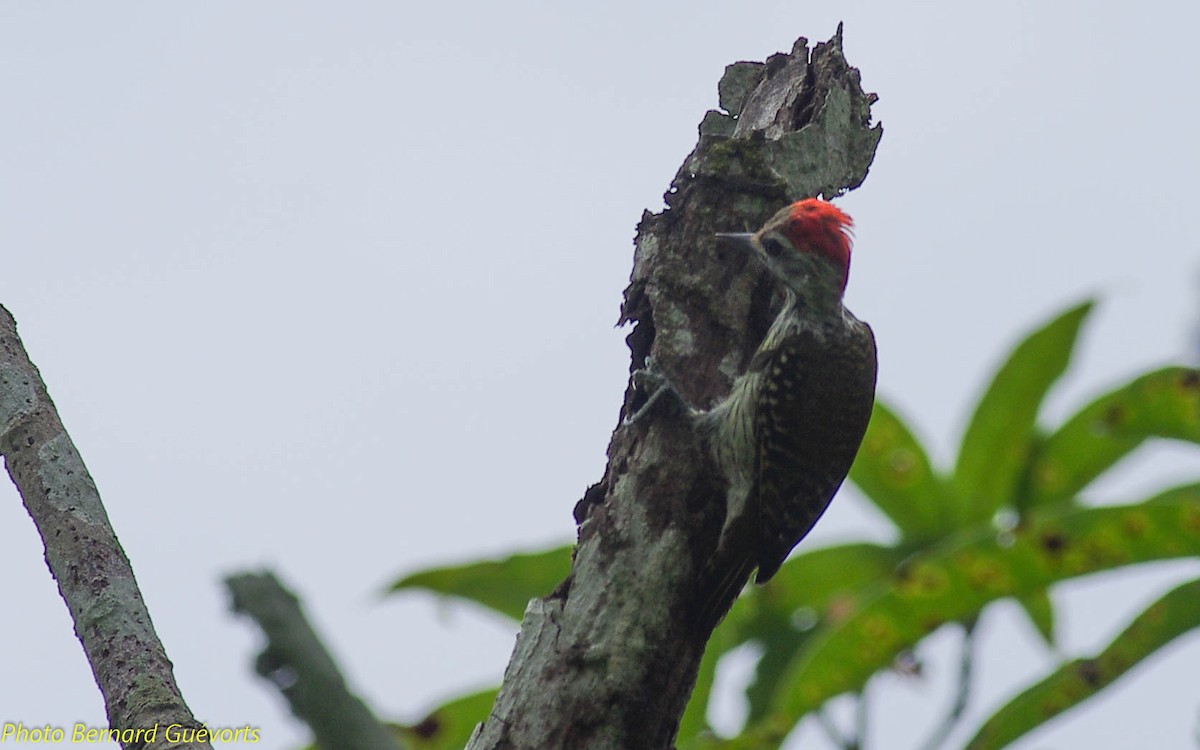 Cardinal Woodpecker - ML252256051