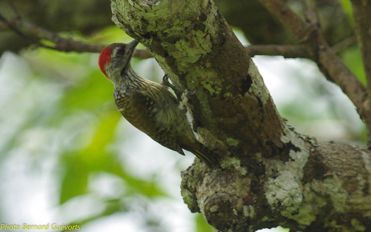 Cardinal Woodpecker - Bernard Guevorts