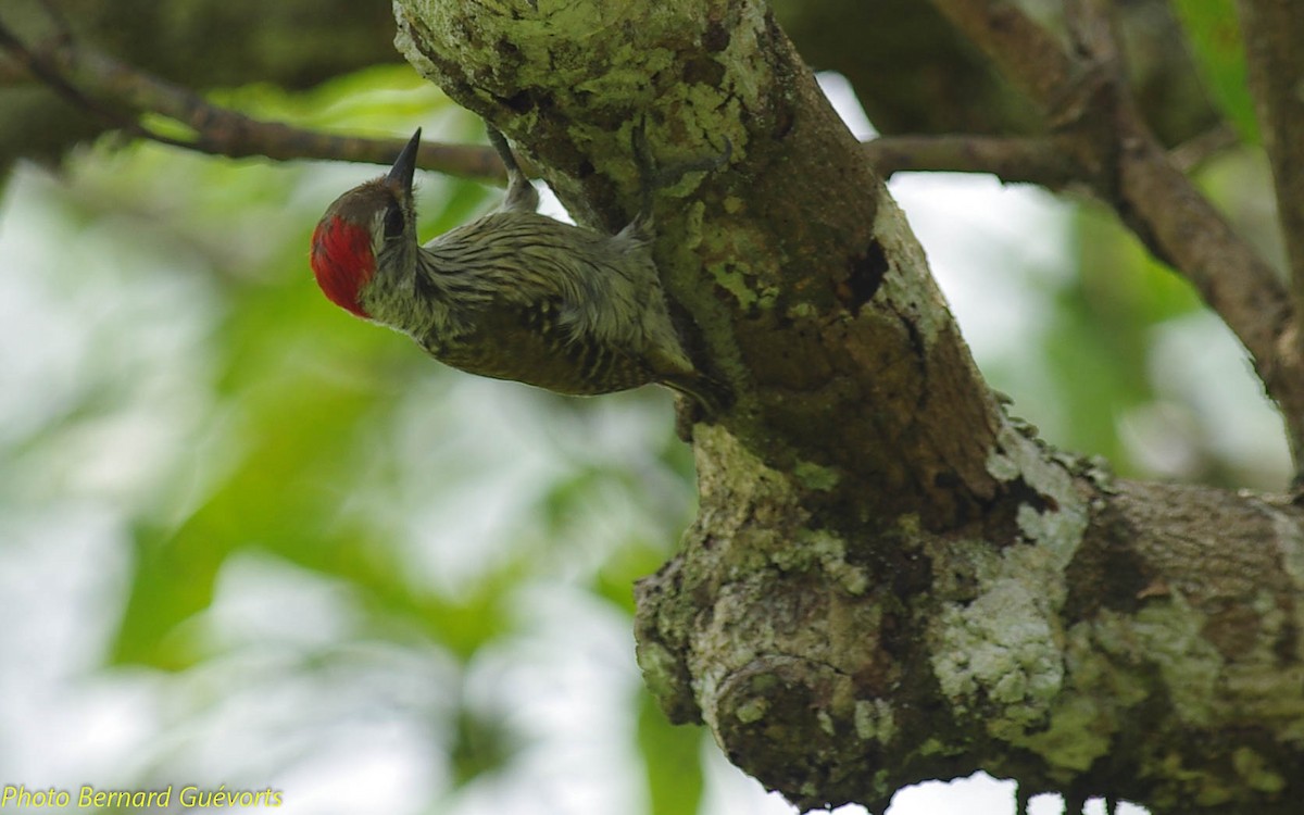 Cardinal Woodpecker - ML252256071