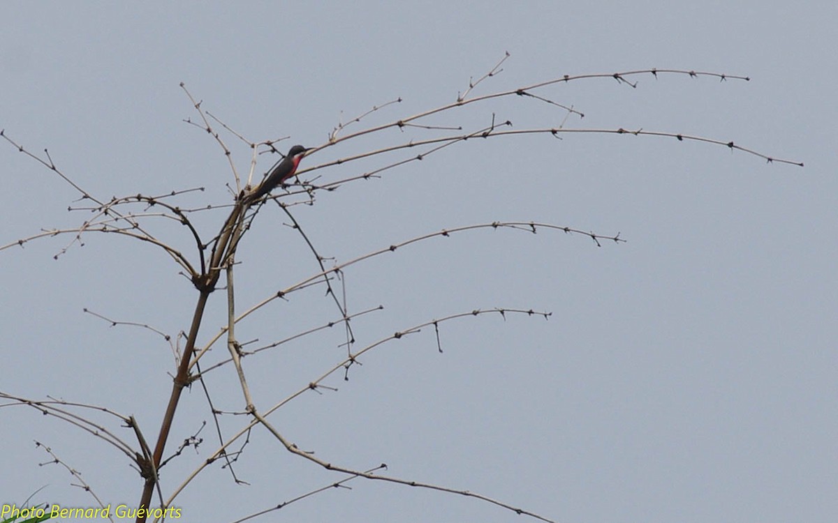 Rosy Bee-eater - ML252256181