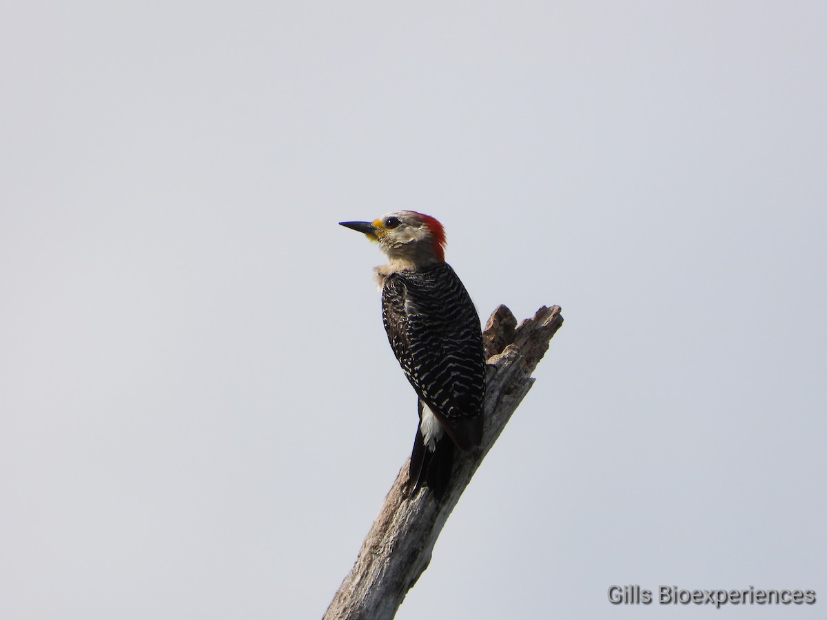 Yucatan Woodpecker - ML252261301