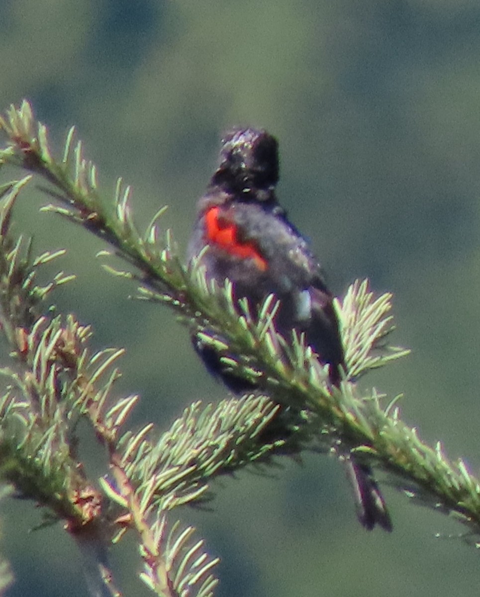 Red-winged Blackbird - Patricia DiLuzio