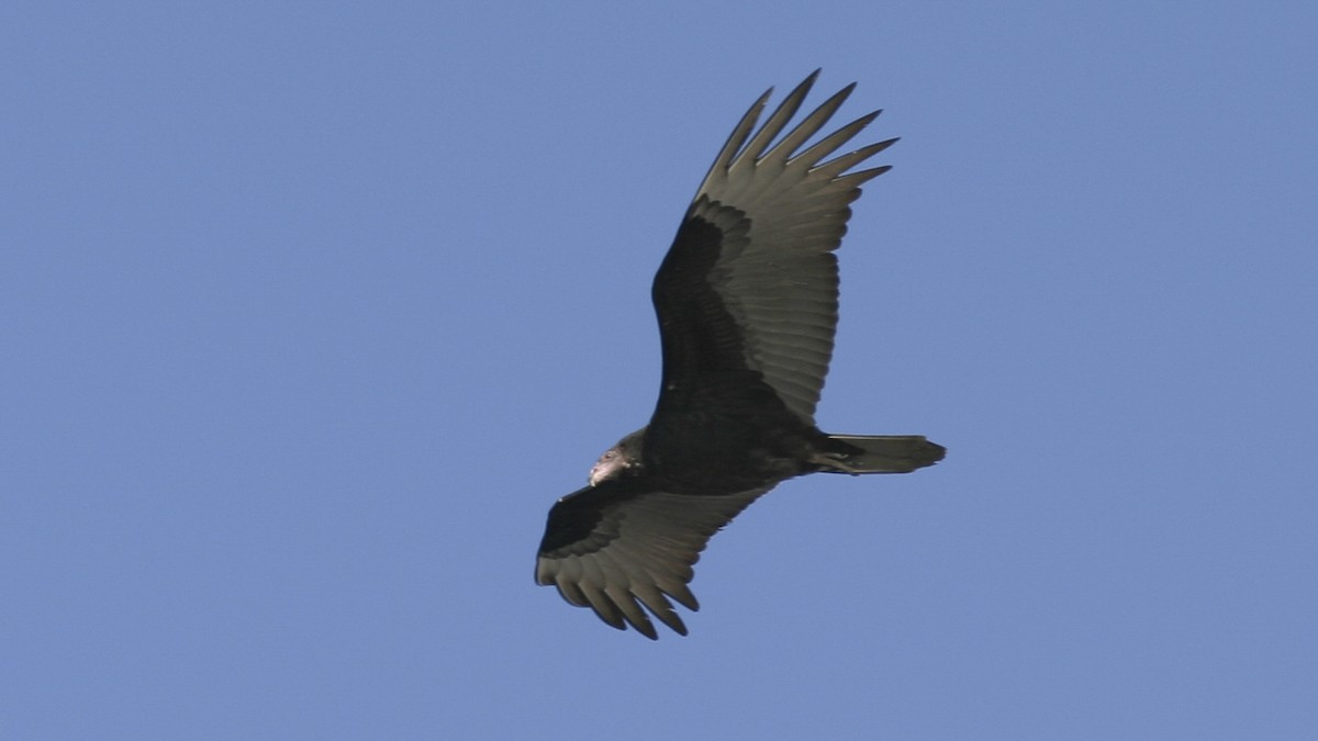 Turkey Vulture - ML25226401