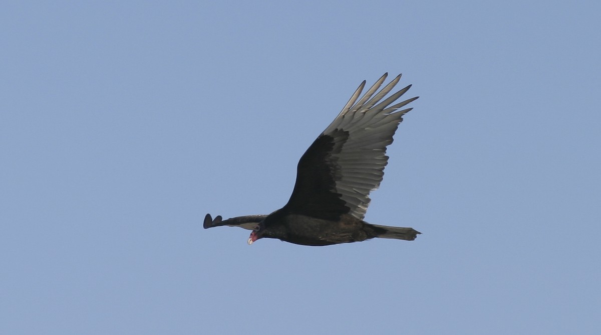 Turkey Vulture - ML25226411