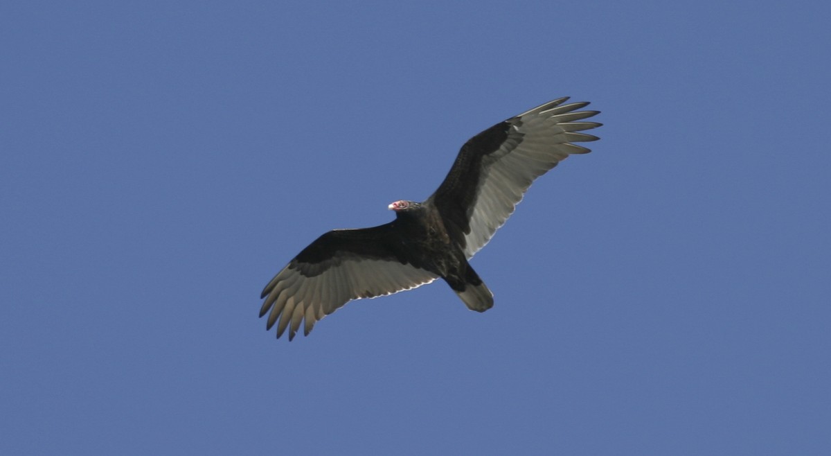 Turkey Vulture - ML25226421