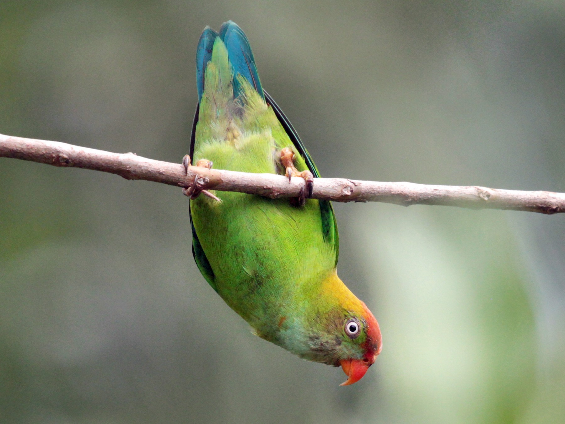 Sri Lanka Hanging-Parrot - Corey Callaghan