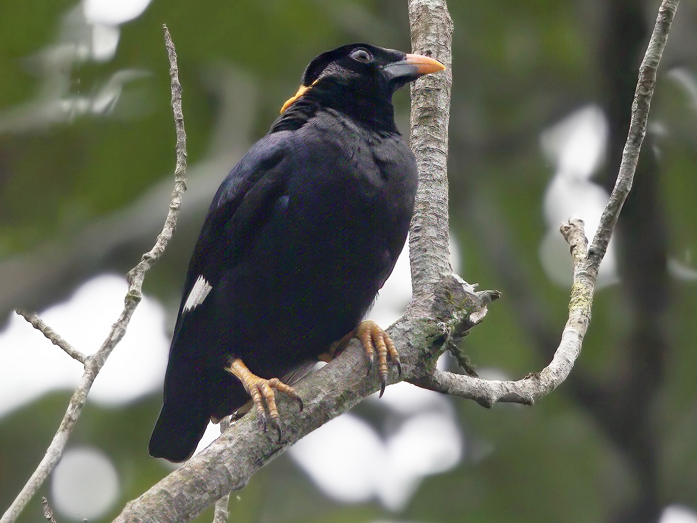 Sri Lanka Myna - Marco Valentini