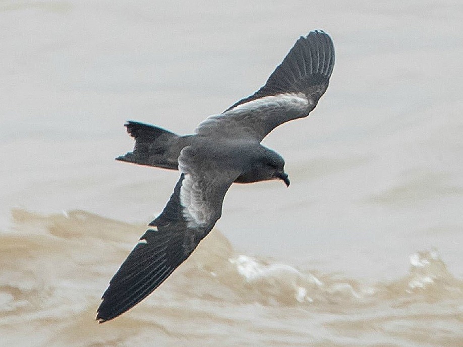 Swinhoe's Storm-Petrel - 浙江 重要鸟讯汇整