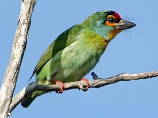  - Crimson-fronted Barbet