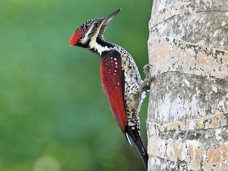  - Red-backed Flameback