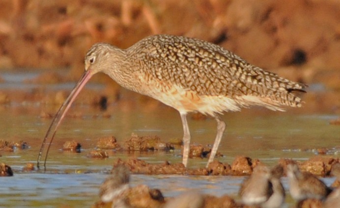 Long-billed Curlew - Richard Catero