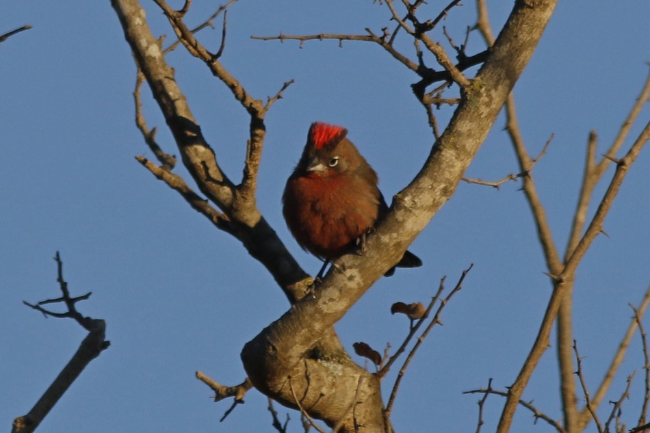 Red-crested Finch - ML252277061