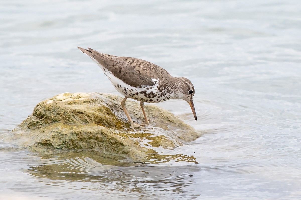 Spotted Sandpiper - Mike Cameron