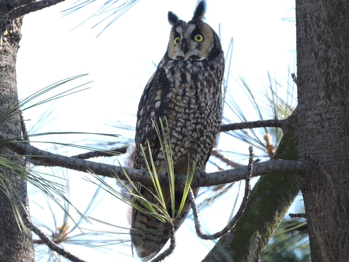 Long-eared Owl - mark kincheloe