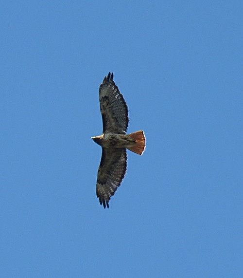 Red-tailed Hawk - ML252288491