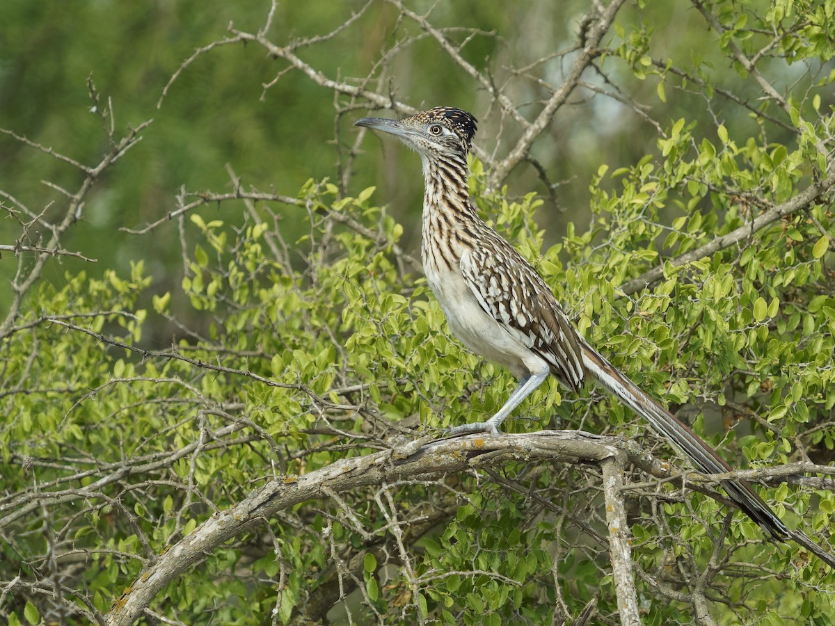 Greater Roadrunner - Dina Perry