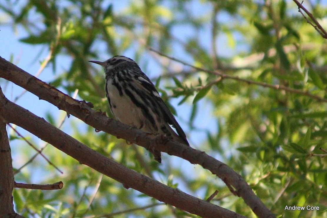Black-and-white Warbler - Andrew Core