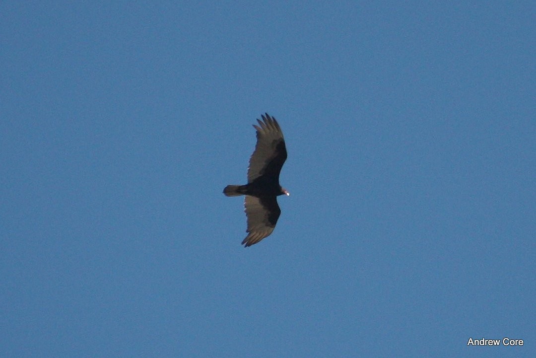 Turkey Vulture - Andrew Core
