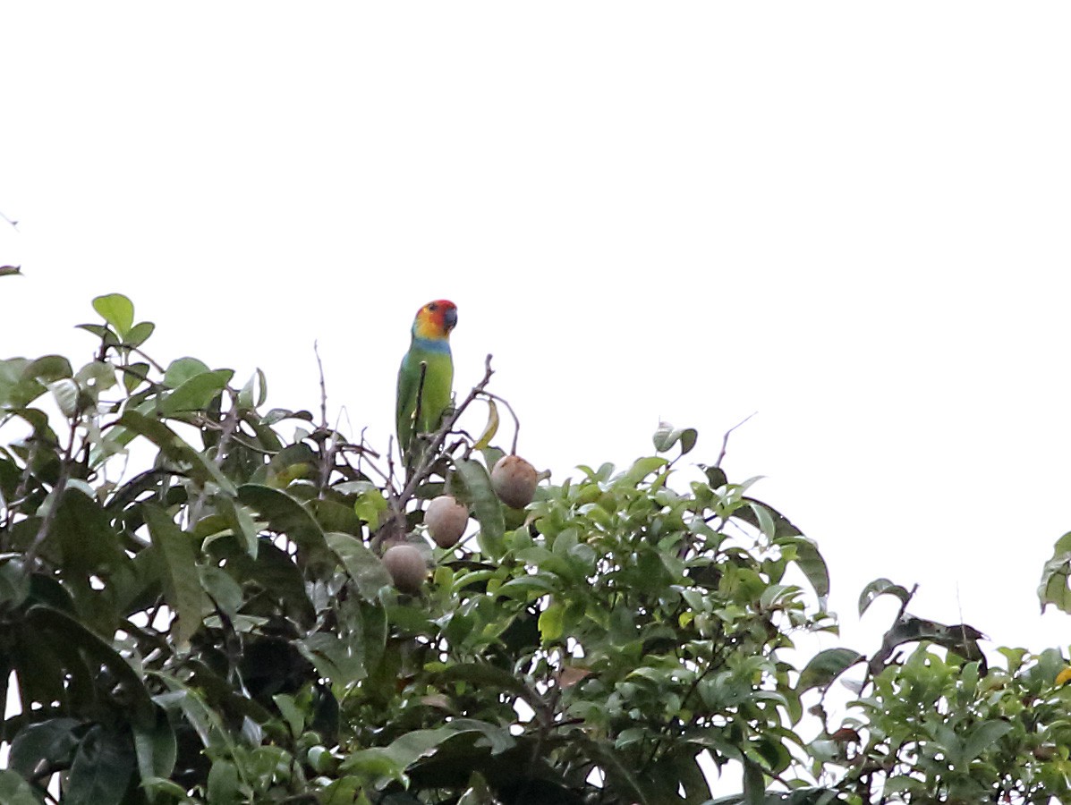 Large Fig-Parrot - ML252297231