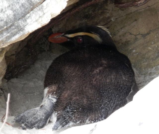 Fiordland Penguin - ML25230001