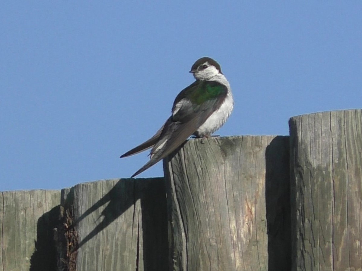 Violet-green Swallow - ML252305201