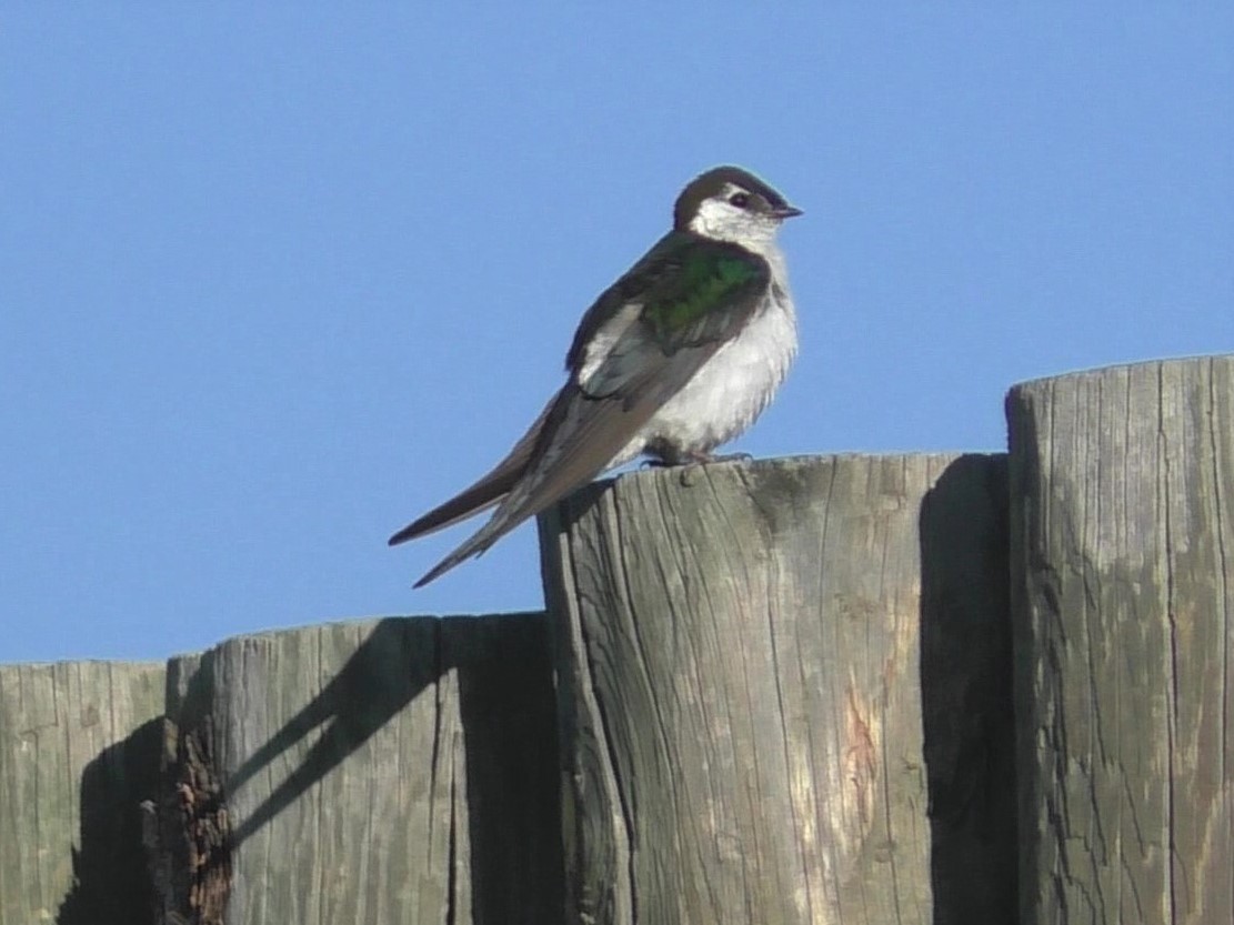 Violet-green Swallow - ML252305301