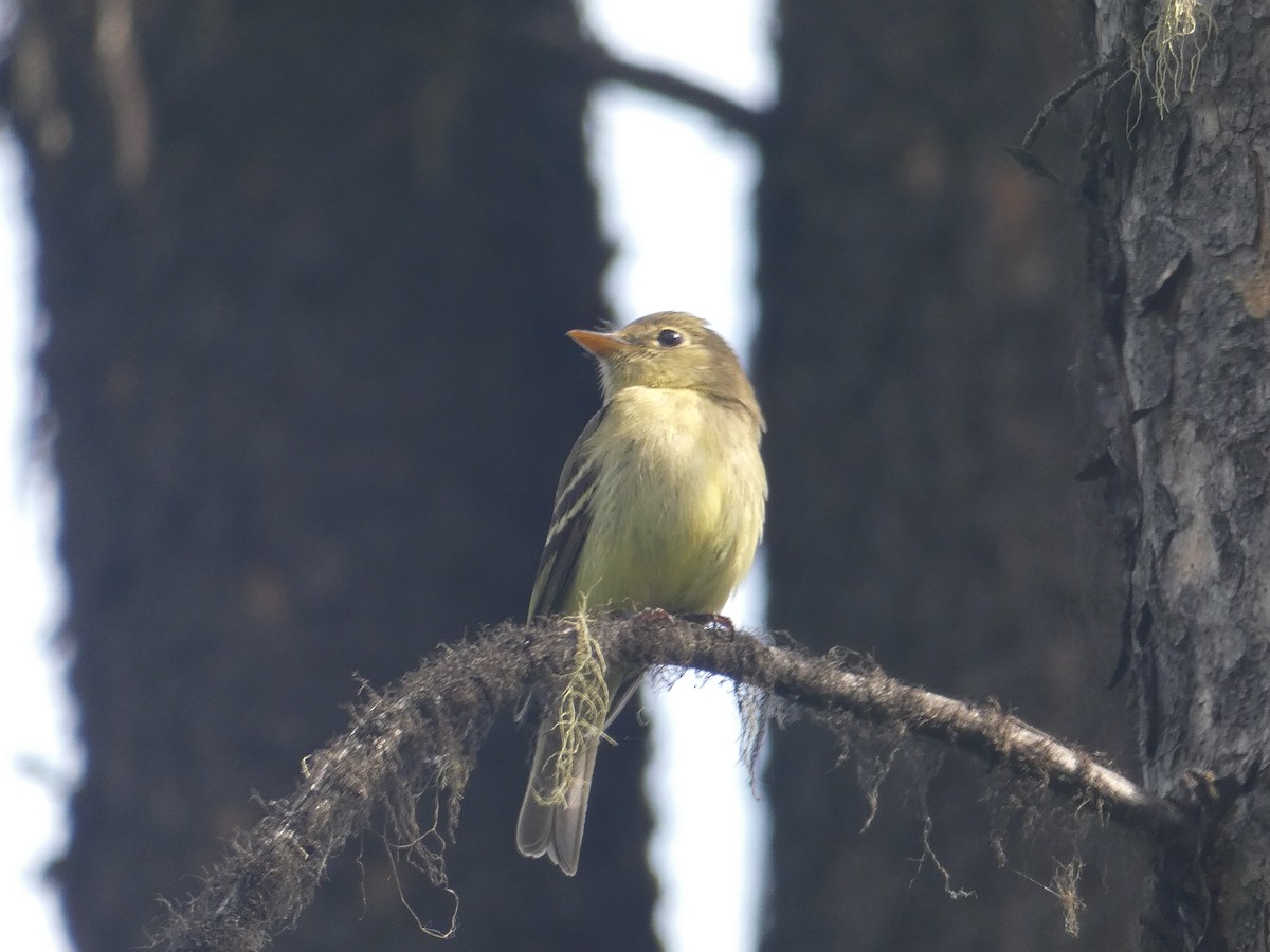 Yellow-bellied Flycatcher - Lucie Parker
