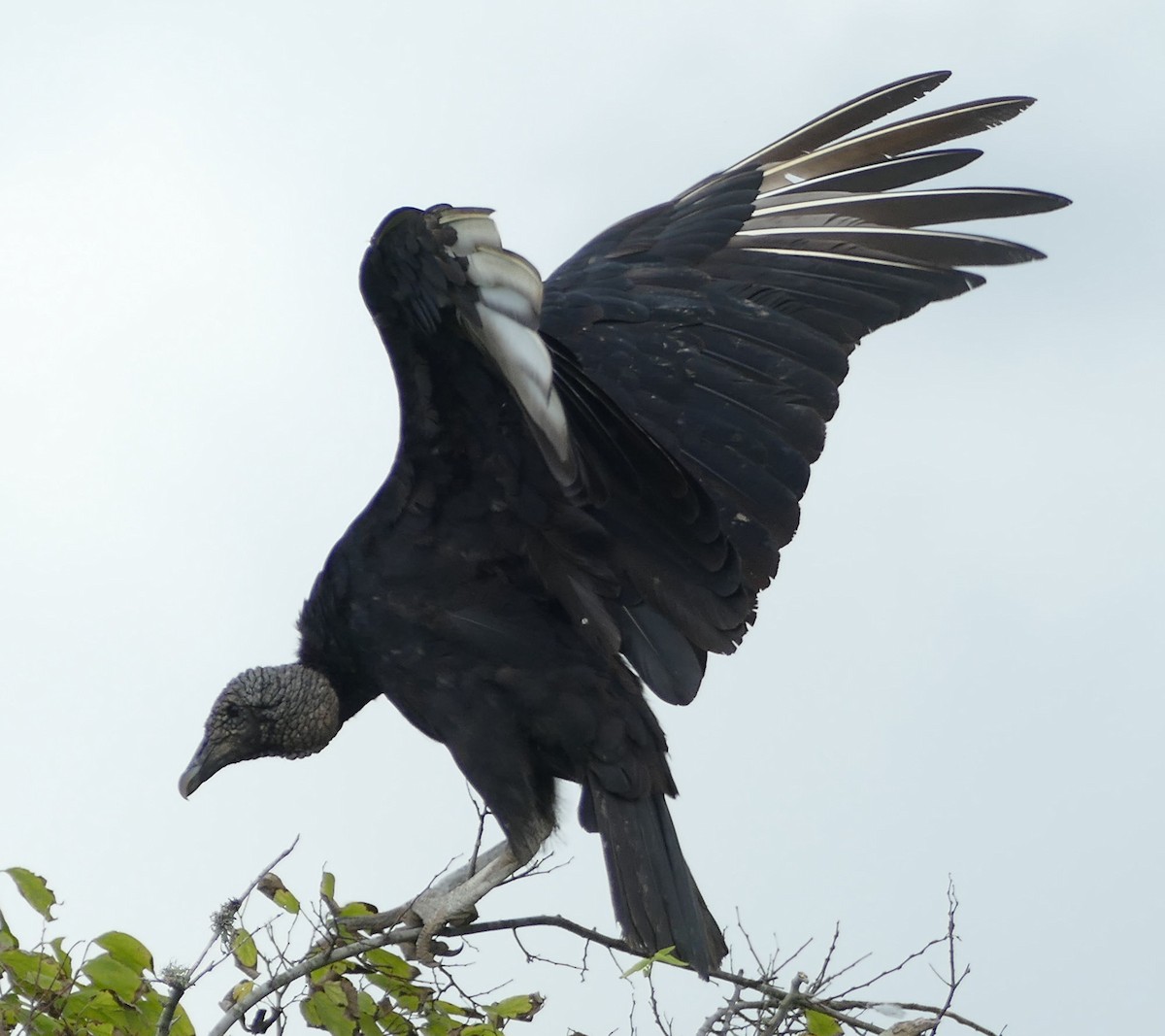 Black Vulture - ML252306061