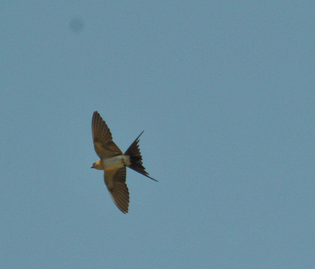 Red-rumped Swallow - ML25230921