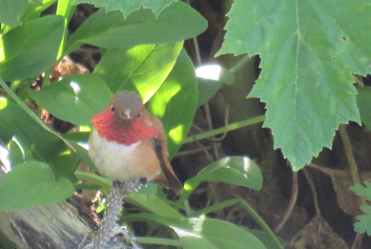 Rufous Hummingbird - ML252312541