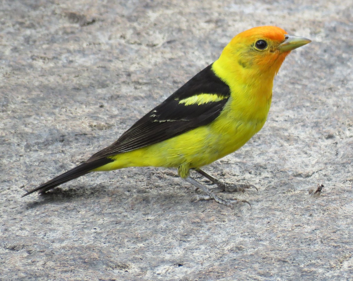 Western Tanager - Byron Greco