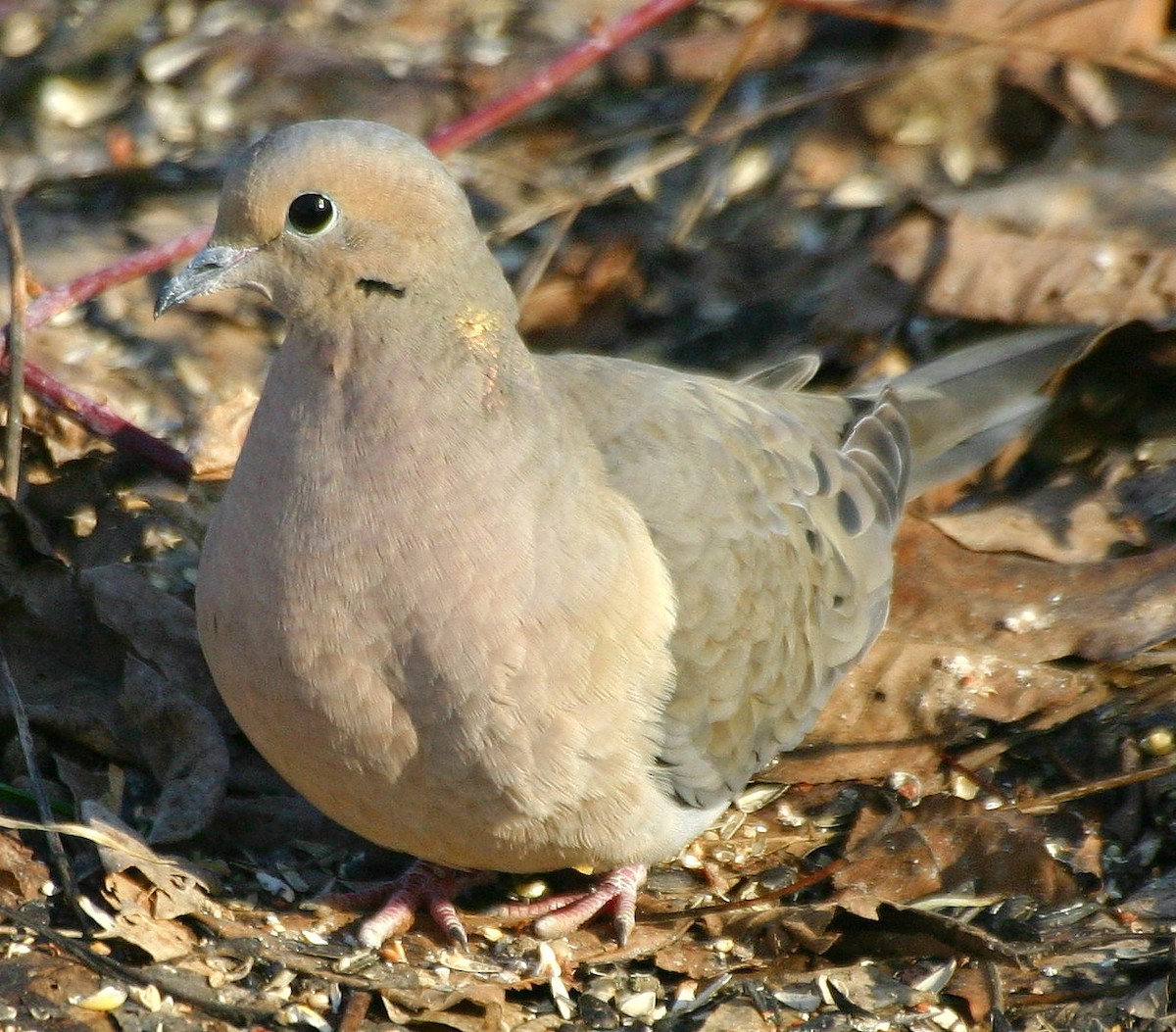 Mourning Dove - Dave Spier