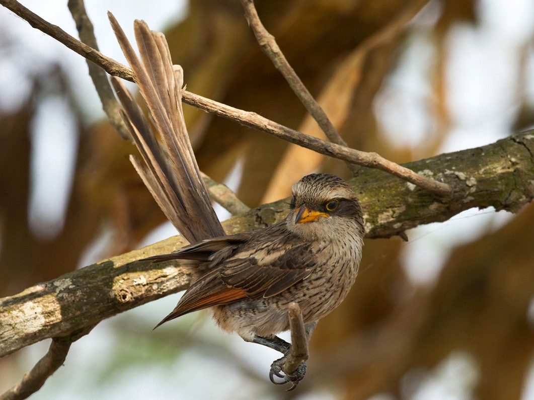 Yellow-billed Shrike - Lars Petersson | My World of Bird Photography