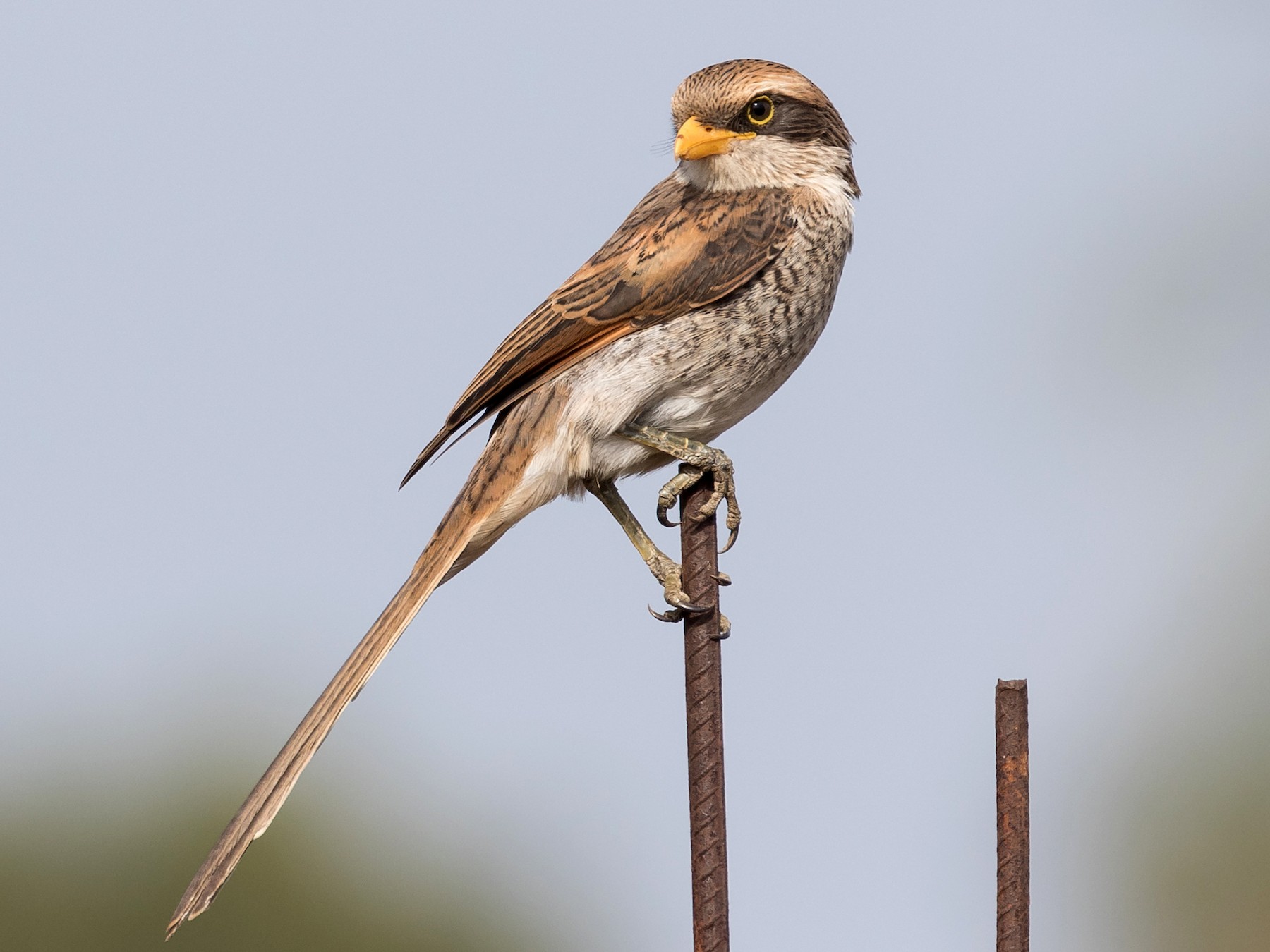 Yellow-billed Shrike - James Kennerley