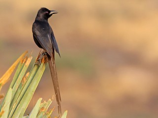 アフリカサンジャク - eBird