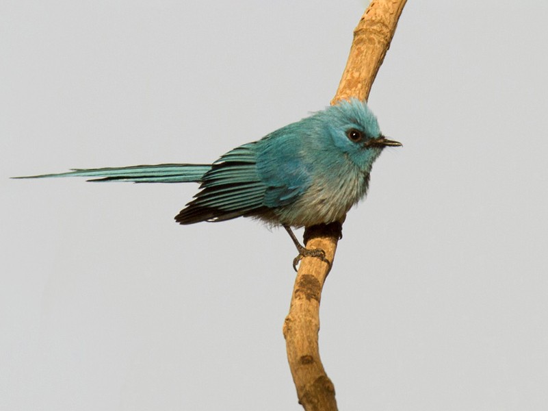 African Blue Flycatcher - Lars Petersson