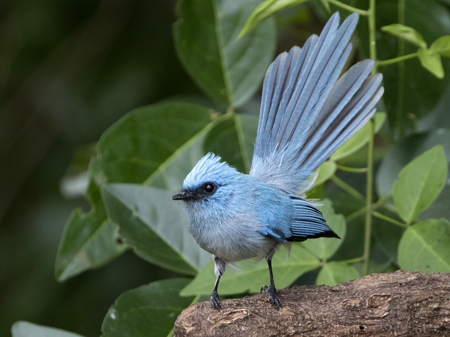 African Blue Flycatcher - Zak Pohlen