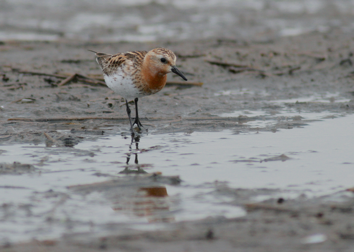 Red-necked Stint - Michael O'Brien