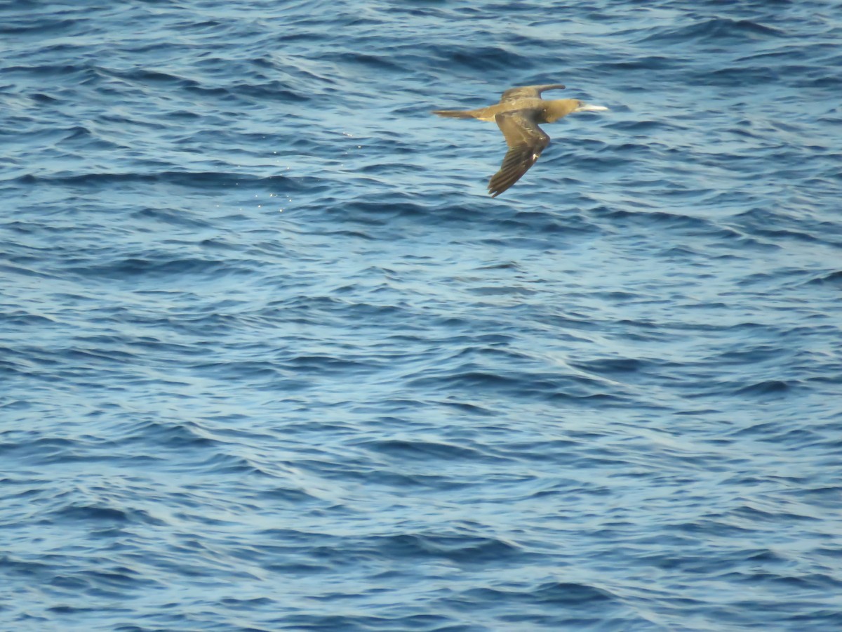 Brown Booby - ML252328061