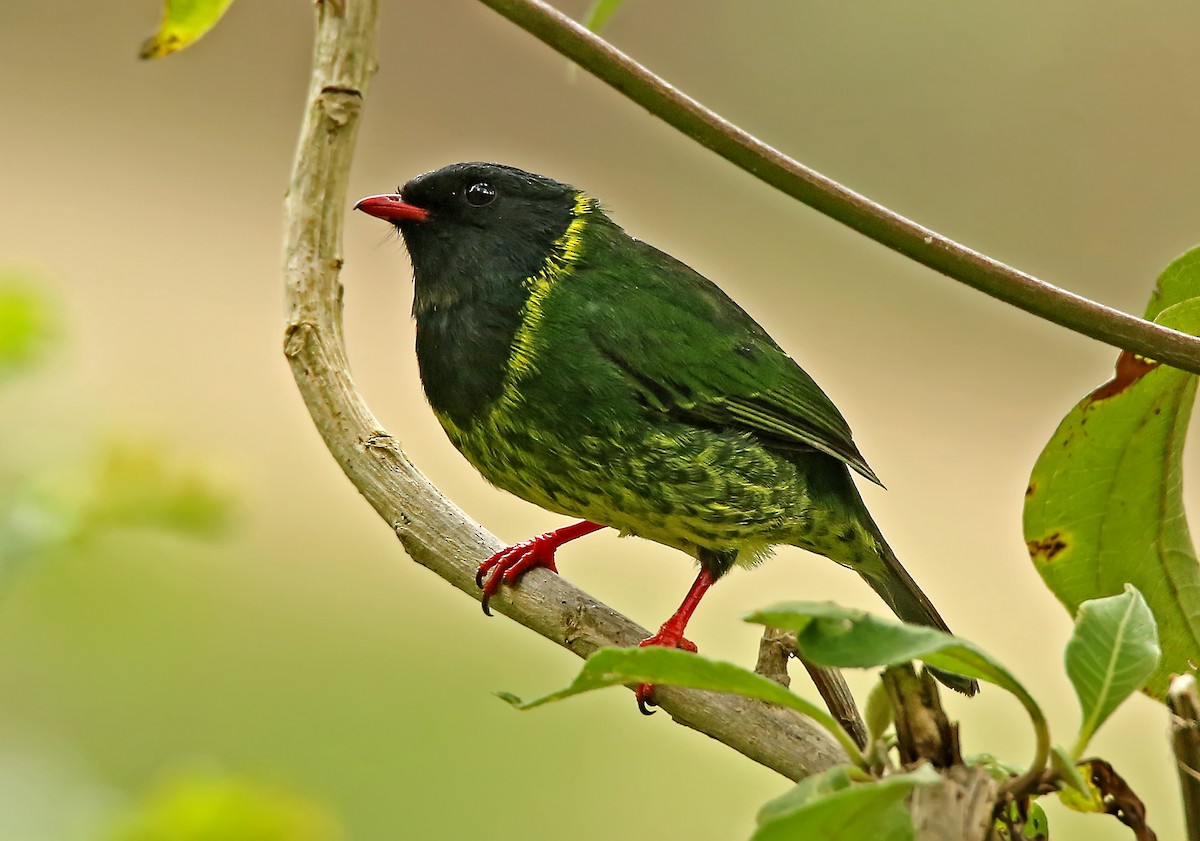 Green-and-black Fruiteater - ML252328331