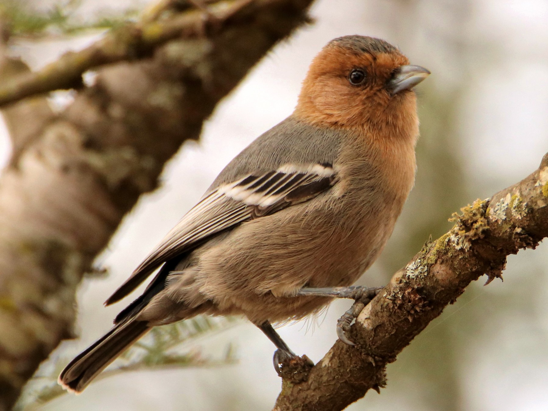 Red-throated Tit - James Kashangaki