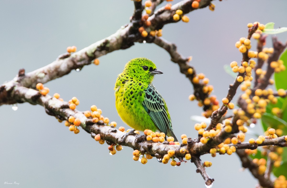 Yellow-bellied Tanager - ML252330831