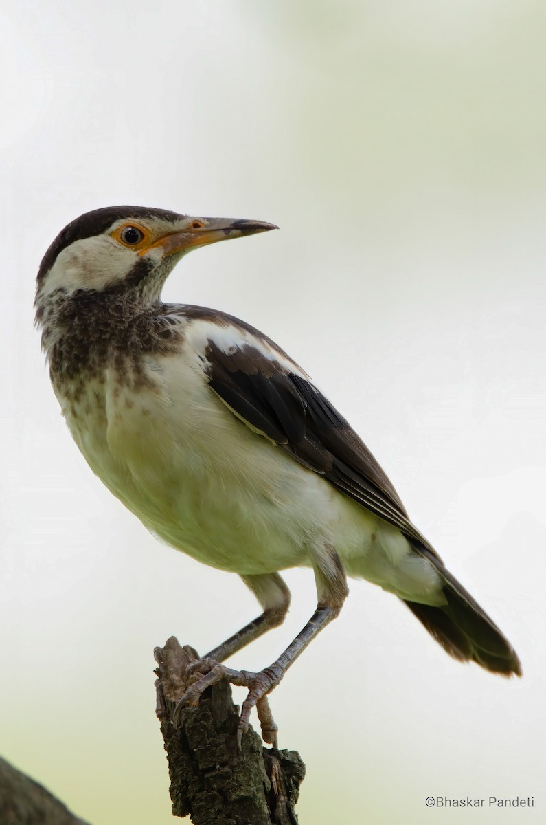 Indian Pied Starling - ML252331551