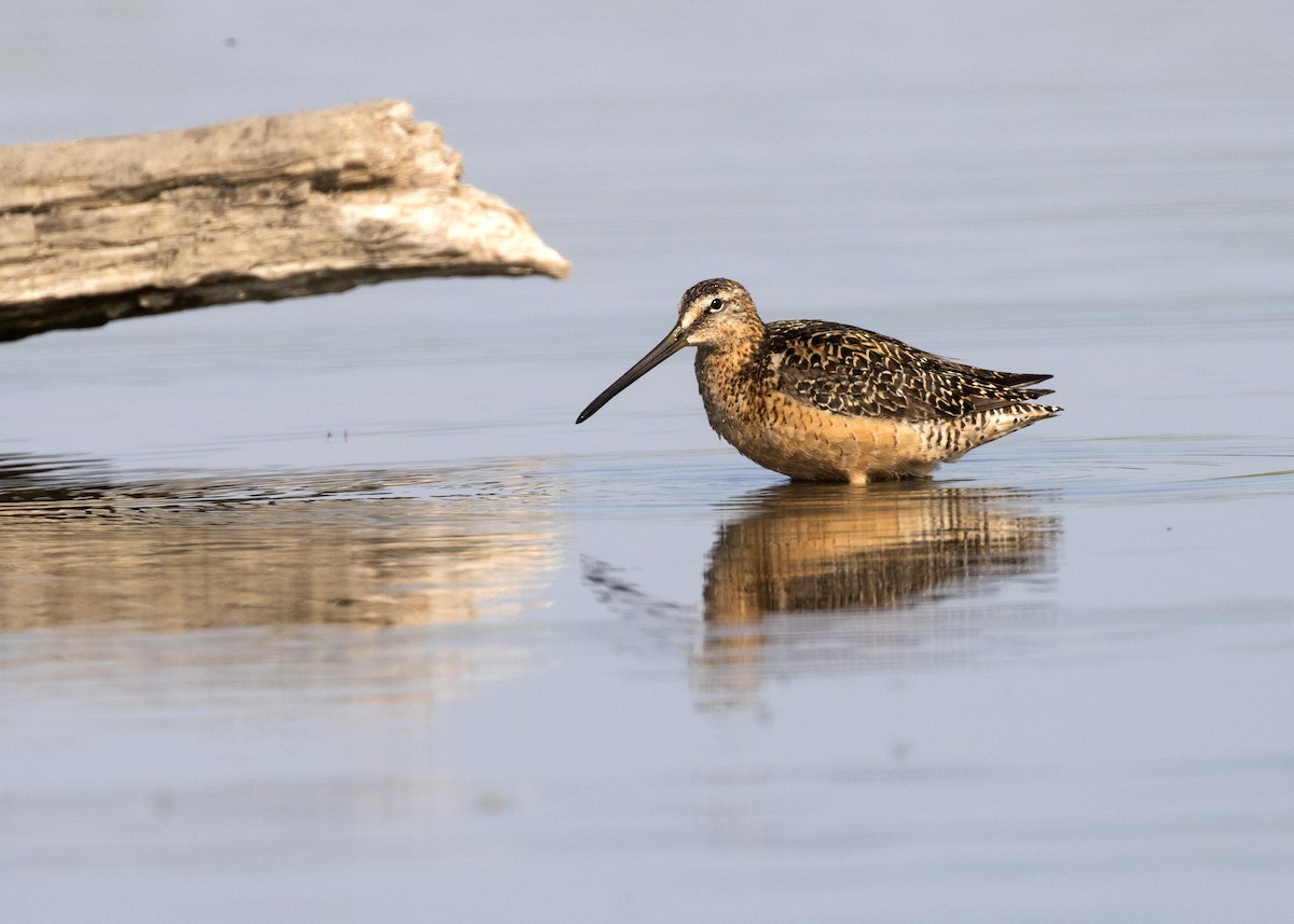 Long-billed Dowitcher - ML252333841